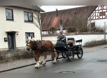 Polnisches Kaltblut, Stute, 9 Jahre, 164 cm, Fuchs