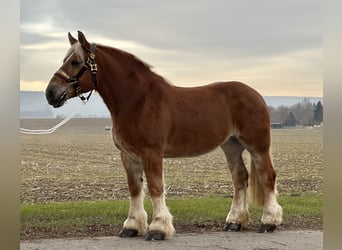 Polnisches Kaltblut, Stute, 9 Jahre, 164 cm, Fuchs