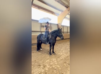 Polnisches Kaltblut, Stute, 9 Jahre, 165 cm, Rappe