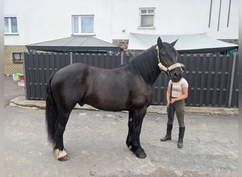 Polnisches Kaltblut, Wallach, 10 Jahre, 165 cm, Rappe