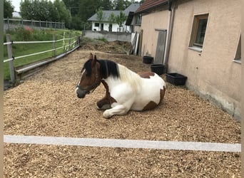 Polnisches Kaltblut, Wallach, 11 Jahre, 160 cm, Schecke