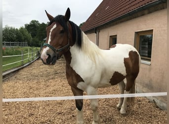 Polnisches Kaltblut, Wallach, 11 Jahre, 160 cm, Schecke