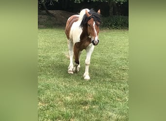 Polnisches Kaltblut, Wallach, 11 Jahre, 160 cm, Schecke