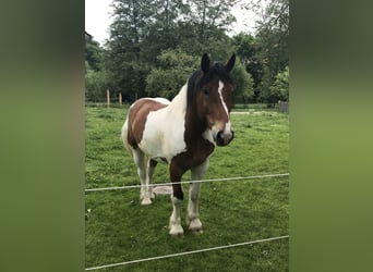 Polnisches Kaltblut, Wallach, 11 Jahre, 160 cm, Schecke