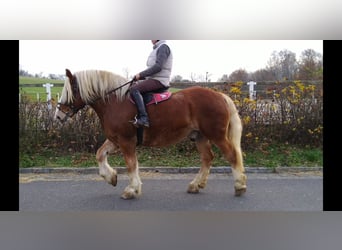 Polnisches Kaltblut, Wallach, 12 Jahre, 165 cm, Fuchs