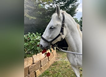 Polnisches Kaltblut, Wallach, 13 Jahre, 155 cm, Schimmel