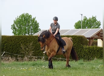 Polnisches Kaltblut Mix, Wallach, 13 Jahre, 156 cm, Falbe