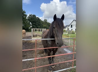 Polnisches Kaltblut, Wallach, 16 Jahre, 155 cm
