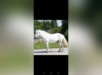 Polnisches Kaltblut, Wallach, 22 Jahre, 170 cm, Schimmel