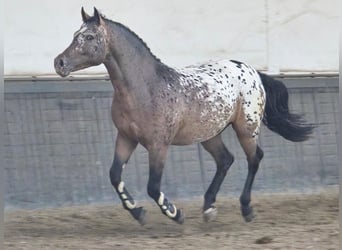Polnisches Kaltblut, Wallach, 2 Jahre, 161 cm, Tigerschecke