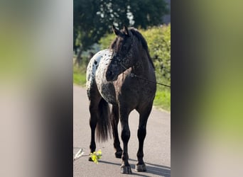 Polnisches Kaltblut, Wallach, 2 Jahre, 162 cm, Tigerschecke