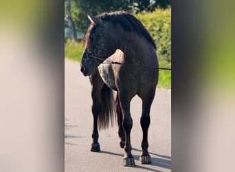 Polnisches Kaltblut, Wallach, 2 Jahre, 162 cm, Tigerschecke