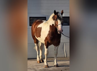 Polnisches Kaltblut, Wallach, 3 Jahre, 154 cm, Schecke