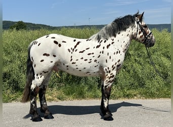 Polnisches Kaltblut Mix, Wallach, 3 Jahre, 155 cm, Tigerschecke