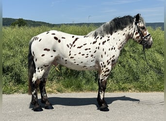 Polnisches Kaltblut Mix, Wallach, 3 Jahre, 155 cm, Tigerschecke