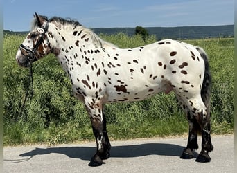 Polnisches Kaltblut Mix, Wallach, 3 Jahre, 155 cm, Tigerschecke
