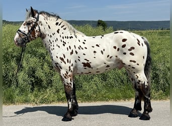 Polnisches Kaltblut Mix, Wallach, 3 Jahre, 155 cm, Tigerschecke