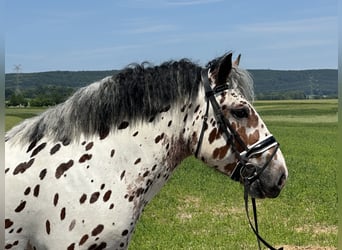 Polnisches Kaltblut Mix, Wallach, 3 Jahre, 155 cm, Tigerschecke