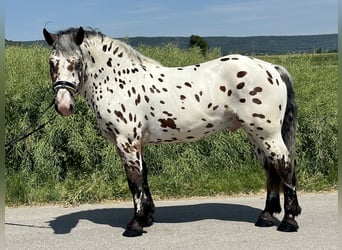 Polnisches Kaltblut Mix, Wallach, 3 Jahre, 155 cm, Tigerschecke