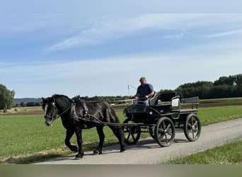 Polnisches Kaltblut Mix, Wallach, 3 Jahre, 156 cm, Rappe