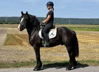 Polnisches Kaltblut Mix, Wallach, 3 Jahre, 156 cm, Rappe