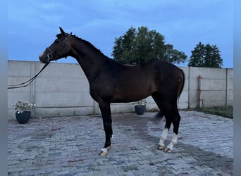 Polnisches Kaltblut Mix, Wallach, 3 Jahre, 160 cm, Dunkelbrauner