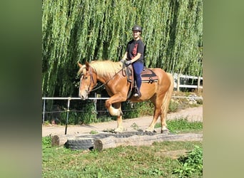 Polnisches Kaltblut, Wallach, 3 Jahre, 160 cm, Fuchs