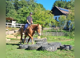 Polnisches Kaltblut, Wallach, 3 Jahre, 160 cm, Fuchs