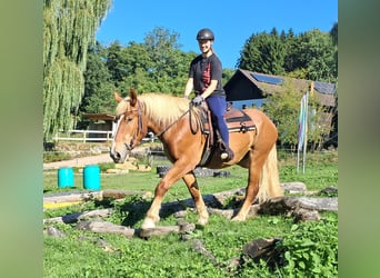 Polnisches Kaltblut, Wallach, 3 Jahre, 160 cm, Fuchs