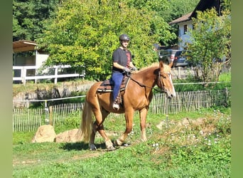 Polnisches Kaltblut, Wallach, 3 Jahre, 160 cm, Fuchs
