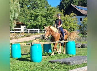 Polnisches Kaltblut, Wallach, 3 Jahre, 160 cm, Fuchs