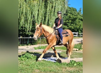 Polnisches Kaltblut, Wallach, 3 Jahre, 160 cm, Fuchs