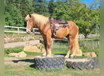 Polnisches Kaltblut, Wallach, 3 Jahre, 160 cm, Fuchs