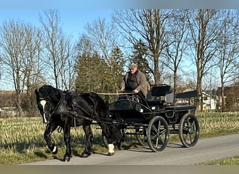 Polnisches Kaltblut, Wallach, 3 Jahre, 160 cm, Rappe