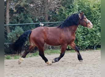 Polnisches Kaltblut, Wallach, 3 Jahre, 161 cm, Brauner