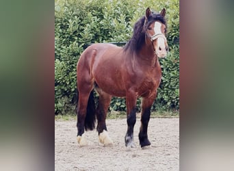 Polnisches Kaltblut, Wallach, 3 Jahre, 161 cm, Brauner