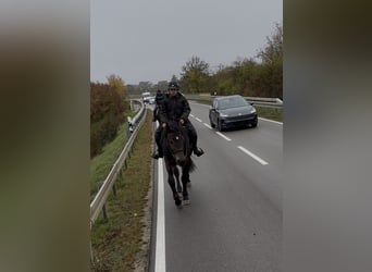 Polnisches Kaltblut, Wallach, 3 Jahre, 162 cm, Dunkelbrauner