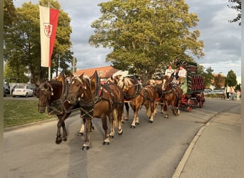 Polnisches Kaltblut, Wallach, 3 Jahre, 166 cm, Dunkelfuchs