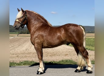 Polnisches Kaltblut, Wallach, 3 Jahre, 166 cm, Dunkelfuchs