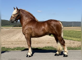 Polnisches Kaltblut, Wallach, 3 Jahre, 166 cm, Dunkelfuchs