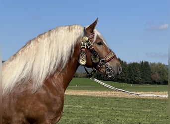 Polnisches Kaltblut, Wallach, 3 Jahre, 166 cm, Dunkelfuchs
