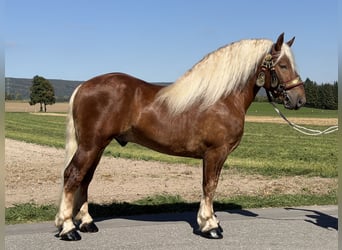 Polnisches Kaltblut, Wallach, 3 Jahre, 166 cm, Dunkelfuchs