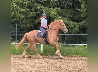 Polnisches Kaltblut Mix, Wallach, 3 Jahre, 166 cm, Fuchs