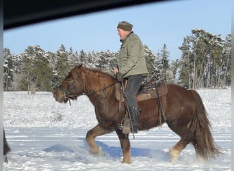 Polnisches Kaltblut Mix, Wallach, 4 Jahre, 147 cm, Dunkelfuchs