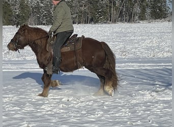 Polnisches Kaltblut Mix, Wallach, 4 Jahre, 147 cm, Dunkelfuchs