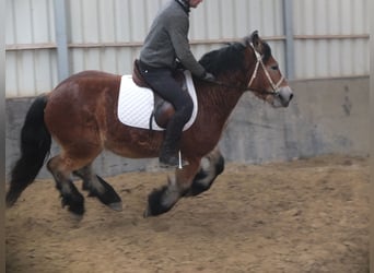 Polnisches Kaltblut, Wallach, 4 Jahre, 154 cm, Hellbrauner