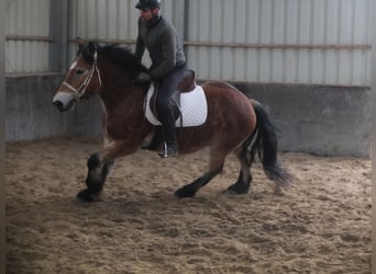 Polnisches Kaltblut, Wallach, 4 Jahre, 154 cm, Hellbrauner