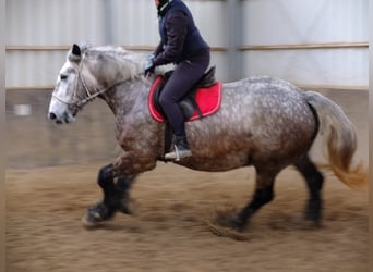 Polnisches Kaltblut Mix, Wallach, 4 Jahre, 155 cm, Apfelschimmel