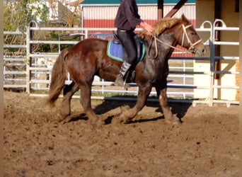 Polnisches Kaltblut Mix, Wallach, 4 Jahre, 155 cm, Apfelschimmel