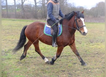 Polnisches Kaltblut Mix, Wallach, 4 Jahre, 155 cm, Apfelschimmel